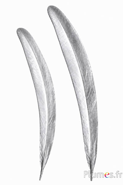 Pauw blauw - 50-55 cm - zilverkleurig